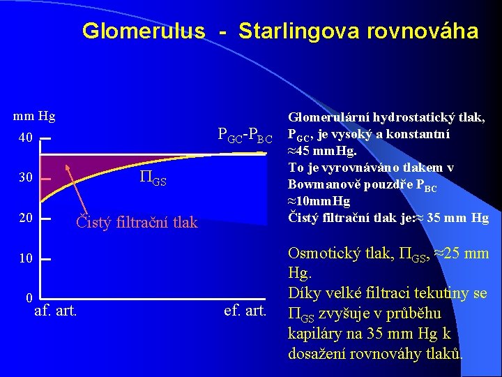 Glomerulus - Starlingova rovnováha mm Hg PGC-PBC 40 PGS 30 20 Čistý filtrační tlak Glomerulus - Starlingova rovnováha mm Hg PGC-PBC 40 PGS 30 20 Čistý filtrační tlak