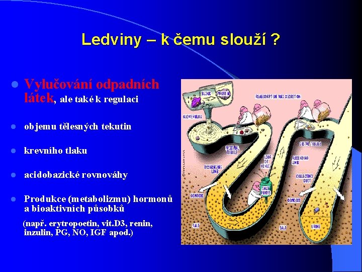 Ledviny – k čemu slouží ? l Vylučování odpadních látek, ale také k regulaci Ledviny – k čemu slouží ? l Vylučování odpadních látek, ale také k regulaci