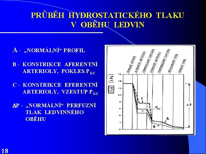 PRŮBĚH HYDROSTATICKÉHO TLAKU V OBĚHU LEDVIN A - „NORMÁLNÍ“ PROFIL B - KONSTRIKCE AFERENTNÍ PRŮBĚH HYDROSTATICKÉHO TLAKU V OBĚHU LEDVIN A - „NORMÁLNÍ“ PROFIL B - KONSTRIKCE AFERENTNÍ