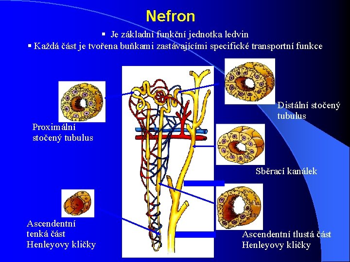 Nefron § Je základní funkční jednotka ledvin § Každá část je tvořena buňkami zastávajícími Nefron § Je základní funkční jednotka ledvin § Každá část je tvořena buňkami zastávajícími