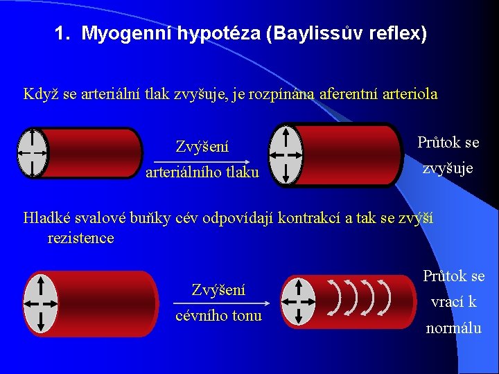 1. Myogenní hypotéza (Baylissův reflex) Když se arteriální tlak zvyšuje, je rozpínána aferentní arteriola 1. Myogenní hypotéza (Baylissův reflex) Když se arteriální tlak zvyšuje, je rozpínána aferentní arteriola