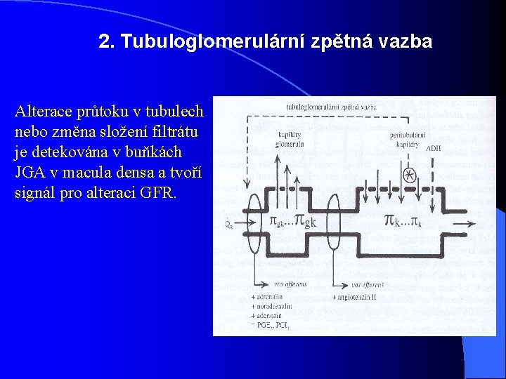 2. Tubuloglomerulární zpětná vazba Alterace průtoku v tubulech nebo změna složení filtrátu je detekována 2. Tubuloglomerulární zpětná vazba Alterace průtoku v tubulech nebo změna složení filtrátu je detekována