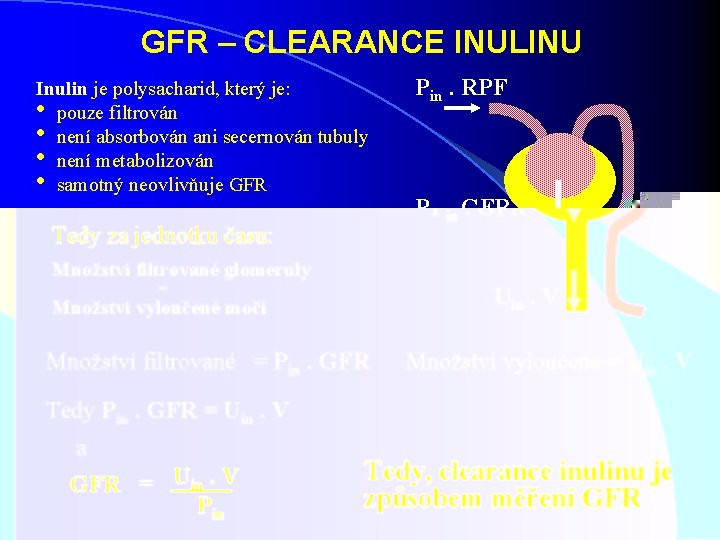 GFR – CLEARANCE INULINU Inulin je polysacharid, který je: • pouze filtrován • není GFR – CLEARANCE INULINU Inulin je polysacharid, který je: • pouze filtrován • není