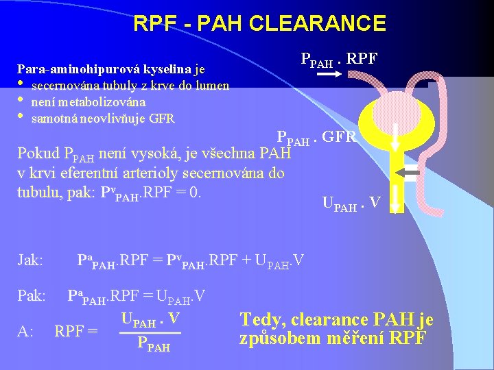 RPF - PAH CLEARANCE Para-aminohipurová kyselina je • secernována tubuly z krve do lumen RPF - PAH CLEARANCE Para-aminohipurová kyselina je • secernována tubuly z krve do lumen