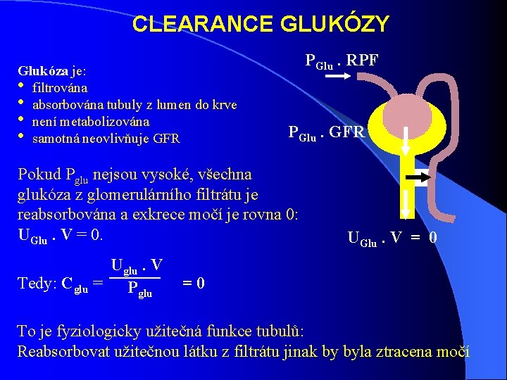 CLEARANCE GLUKÓZY Glukóza je: • filtrována • absorbována tubuly z lumen do krve • CLEARANCE GLUKÓZY Glukóza je: • filtrována • absorbována tubuly z lumen do krve •