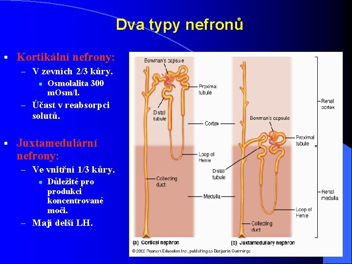 Dva typy nefronů § Kortikální nefrony: – V zevních 2/3 kůry. l Osmolalita 300 Dva typy nefronů § Kortikální nefrony: – V zevních 2/3 kůry. l Osmolalita 300
