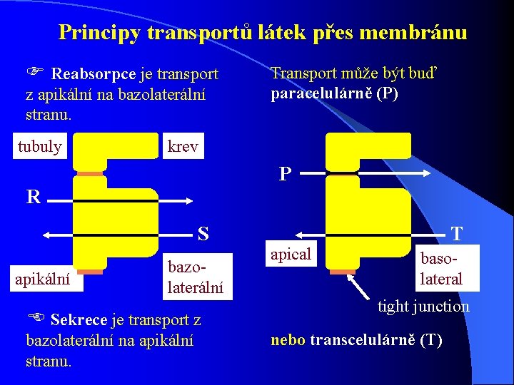 Principy transportů látek přes membránu F Reabsorpce je transport z apikální na bazolaterální stranu. Principy transportů látek přes membránu F Reabsorpce je transport z apikální na bazolaterální stranu.