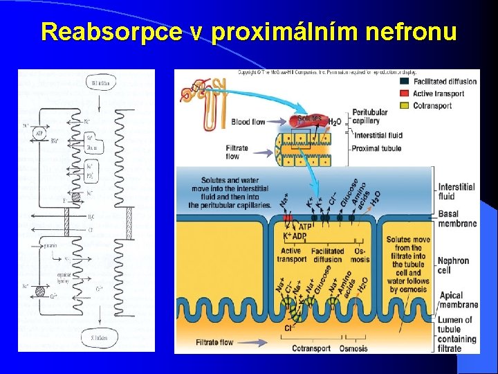 Reabsorpce v proximálním nefronu Reabsorpce v proximálním nefronu