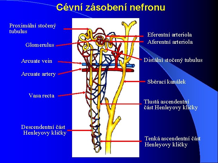Cévní zásobení nefronu Proximální stočený tubulus Glomerulus Arcuate vein Eferentní arteriola Aferentní arteriola Distální Cévní zásobení nefronu Proximální stočený tubulus Glomerulus Arcuate vein Eferentní arteriola Aferentní arteriola Distální