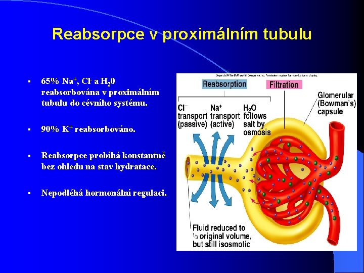 Reabsorpce v proximálním tubulu § 65% Na+, Cl- a H 20 reabsorbována v proximálním Reabsorpce v proximálním tubulu § 65% Na+, Cl- a H 20 reabsorbována v proximálním