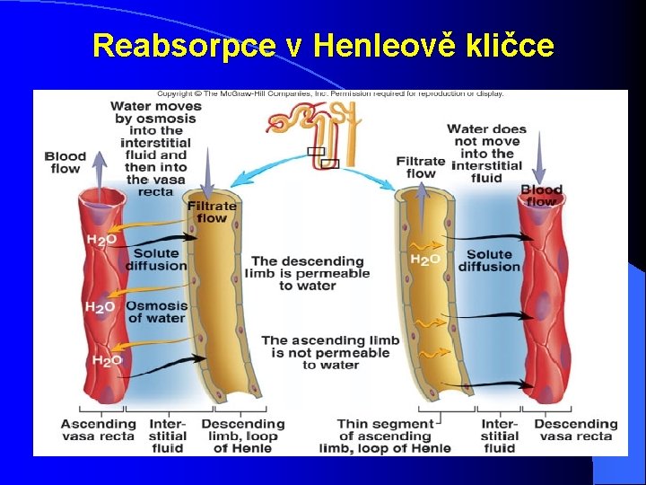Reabsorpce v Henleově kličce Reabsorpce v Henleově kličce