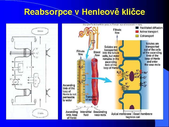 Reabsorpce v Henleově kličce Reabsorpce v Henleově kličce