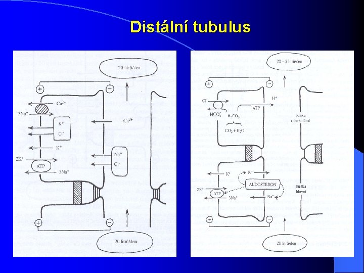 Distální tubulus Distální tubulus