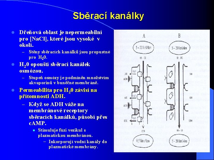 Sběrací kanálky l Dřeňová oblast je nepermeabilní pro [Na. Cl], které jsou vysoké v