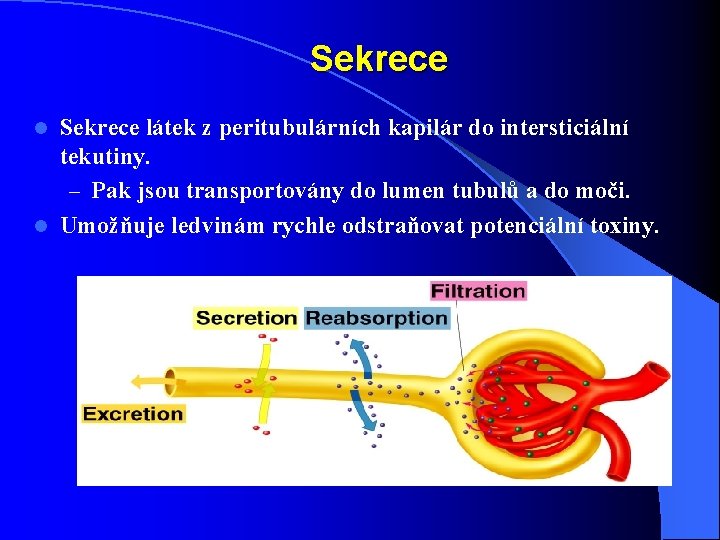 Sekrece látek z peritubulárních kapilár do intersticiální tekutiny. – Pak jsou transportovány do lumen Sekrece látek z peritubulárních kapilár do intersticiální tekutiny. – Pak jsou transportovány do lumen