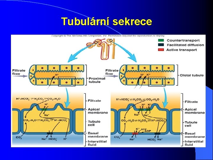 Tubulární sekrece Tubulární sekrece