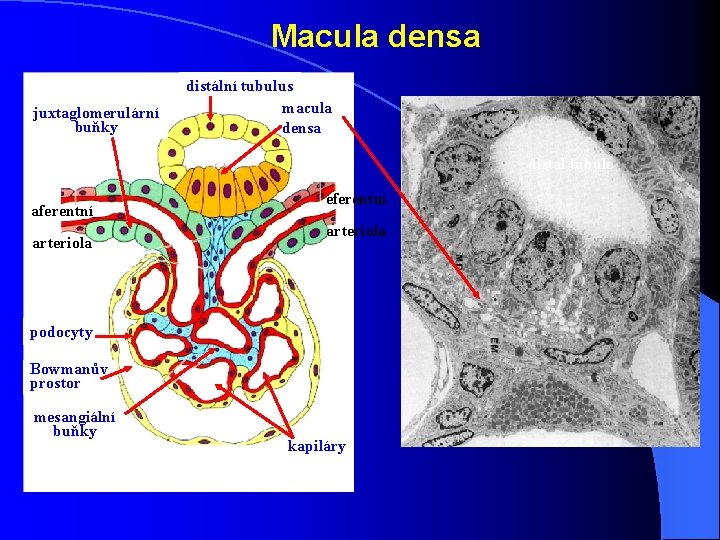 Macula densa juxtaglomerulární buňky distální tubulus macula densa distal tubule aferentní arteriola eferentní arteriola Macula densa juxtaglomerulární buňky distální tubulus macula densa distal tubule aferentní arteriola eferentní arteriola