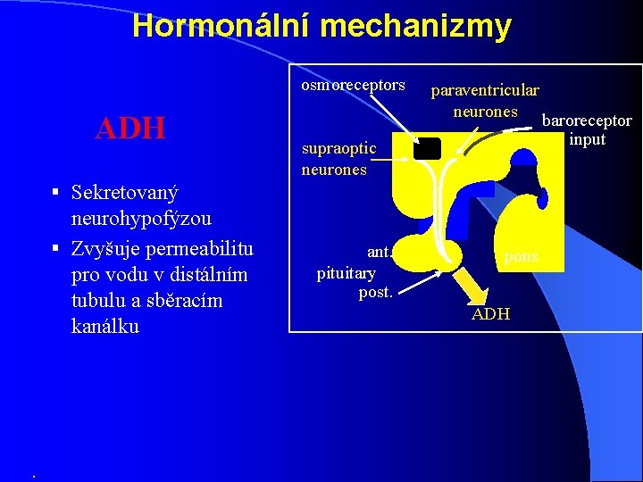 Hormonální mechanizmy osmoreceptors ADH paraventricular neurones supraoptic neurones § Sekretovaný neurohypofýzou § Zvyšuje permeabilitu Hormonální mechanizmy osmoreceptors ADH paraventricular neurones supraoptic neurones § Sekretovaný neurohypofýzou § Zvyšuje permeabilitu