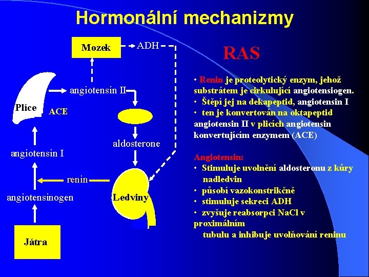 Hormonální mechanizmy ADH Mozek angiotensin II Plíce ACE aldosterone angiotensin I renin angiotensinogen Játra Hormonální mechanizmy ADH Mozek angiotensin II Plíce ACE aldosterone angiotensin I renin angiotensinogen Játra