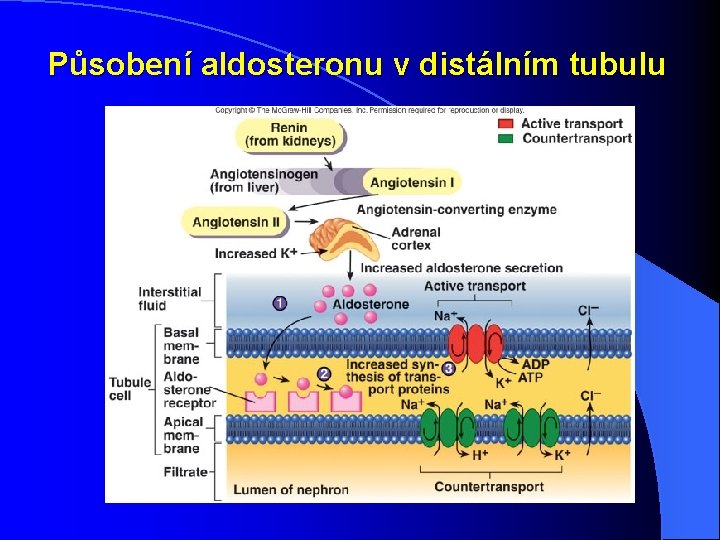 Působení aldosteronu v distálním tubulu Působení aldosteronu v distálním tubulu