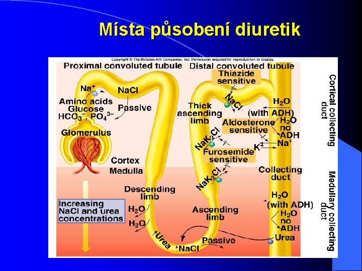 Místa působení diuretik Insert fig. 17. 29 Místa působení diuretik Insert fig. 17. 29
