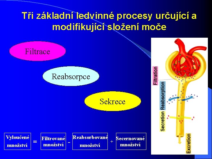 Tři základní ledvinné procesy určující a modifikující složení moče Filtrace Reabsorpce Sekrece Vyloučené množství Tři základní ledvinné procesy určující a modifikující složení moče Filtrace Reabsorpce Sekrece Vyloučené množství