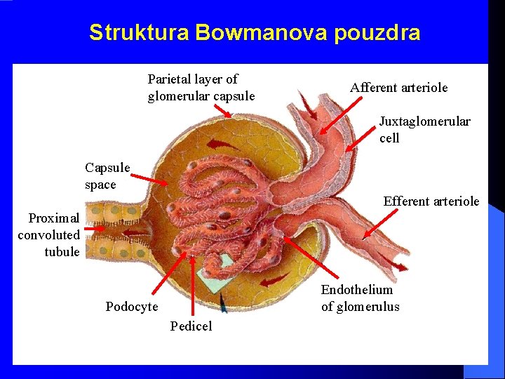 Struktura Bowmanova pouzdra Parietal layer of glomerular capsule Afferent arteriole Juxtaglomerular cell Capsule space Struktura Bowmanova pouzdra Parietal layer of glomerular capsule Afferent arteriole Juxtaglomerular cell Capsule space