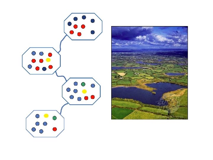 Commonness and rarity in species distribution Sophia Qian