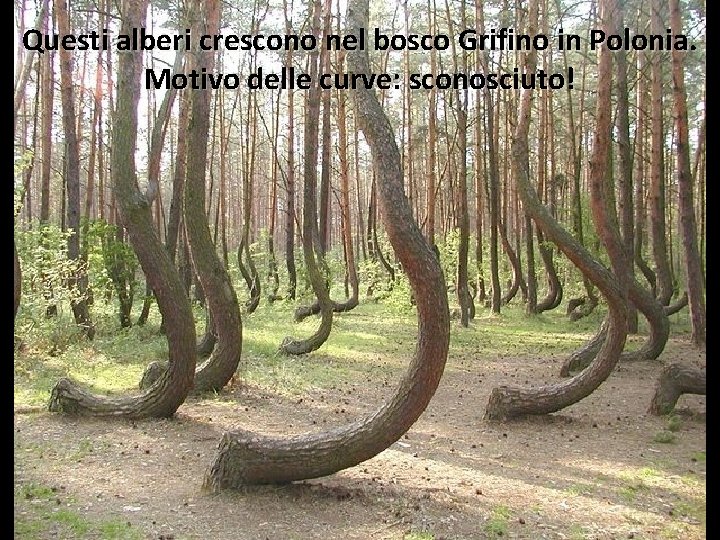 Questi alberi crescono nel bosco Grifino in Polonia. Motivo delle curve: sconosciuto! 