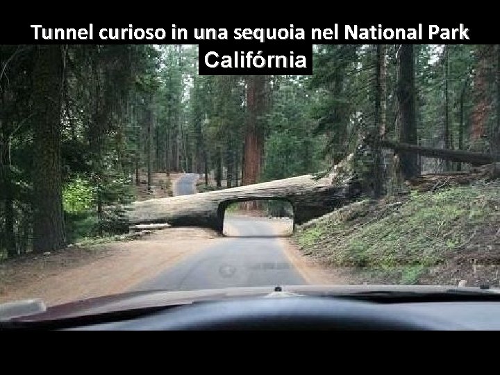 Tunnel curioso in una sequoia nel National Park Califórnia 