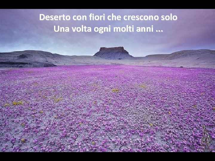 Deserto con fiori che crescono solo Una volta ogni molti anni. . . 