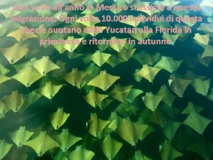 Due volte all’anno in Messico si assiste a questa migrazione. Ogni volta 10. 000