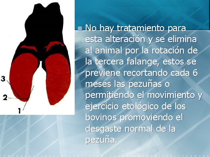 n No hay tratamiento para esta alteración y se elimina al animal por la