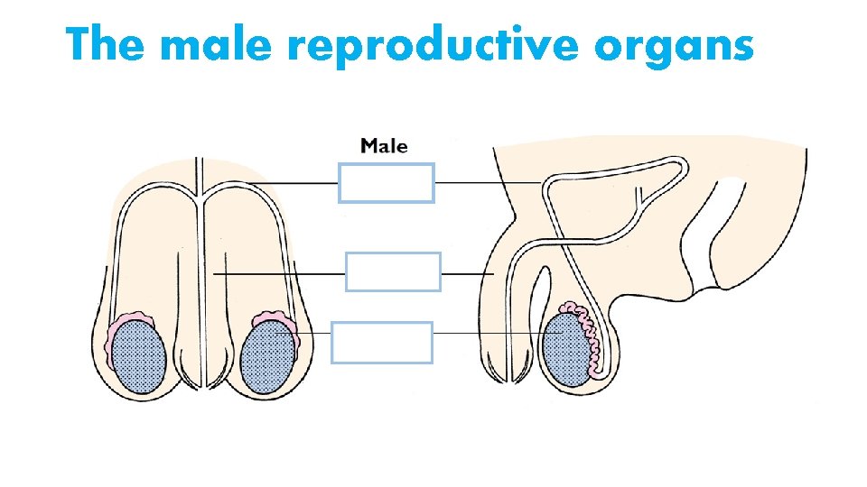 The male reproductive organs 