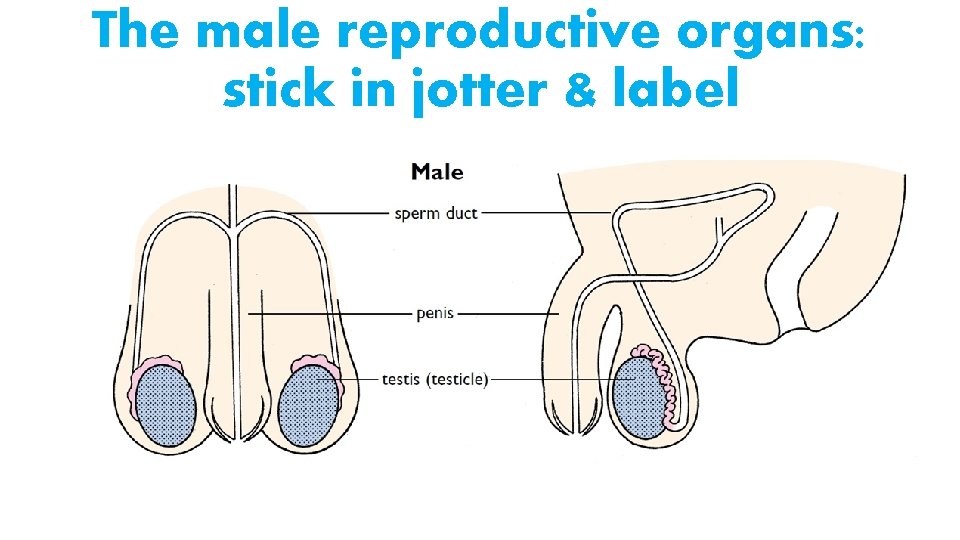 The male reproductive organs: stick in jotter & label 