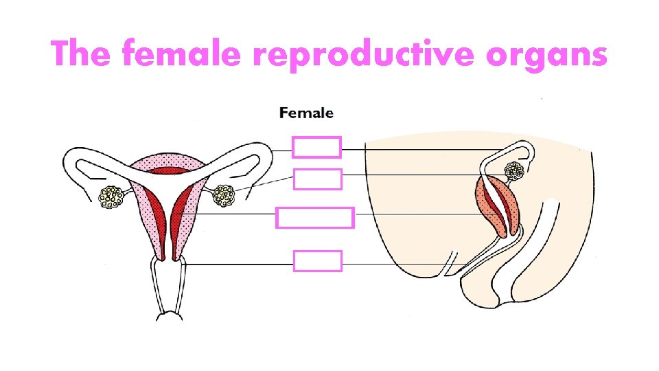 The female reproductive organs 