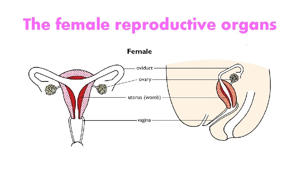 The female reproductive organs 