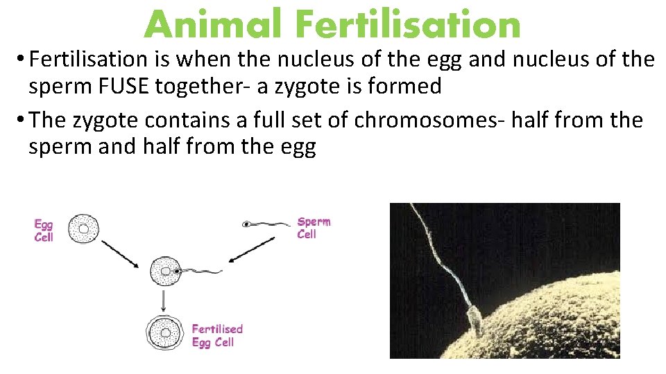 Animal Fertilisation • Fertilisation is when the nucleus of the egg and nucleus of
