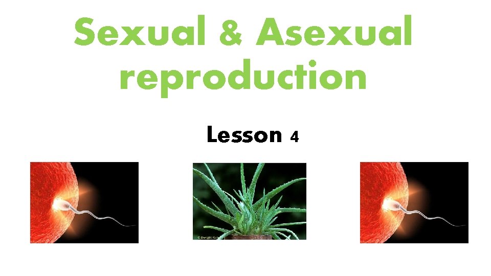 Sexual & Asexual reproduction Lesson 4 