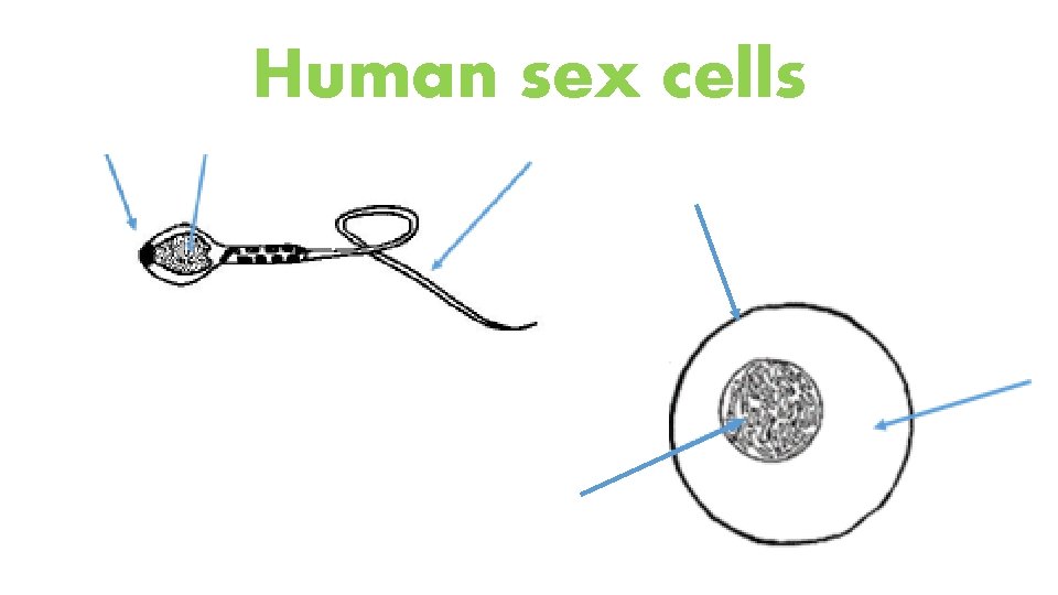 Human sex cells 