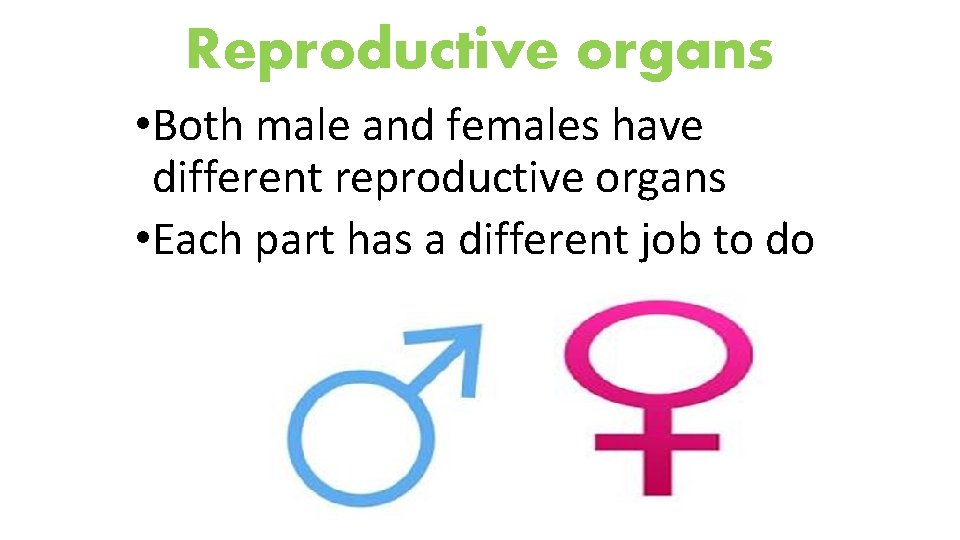 Reproductive organs • Both male and females have different reproductive organs • Each part