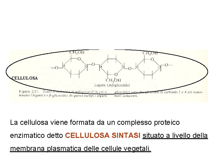 AMIDO CELLULOSA La cellulosa viene formata da un complesso proteico enzimatico detto CELLULOSA SINTASI