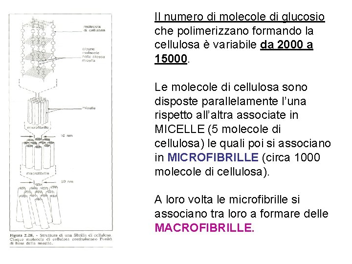 Il numero di molecole di glucosio che polimerizzano formando la cellulosa è variabile da