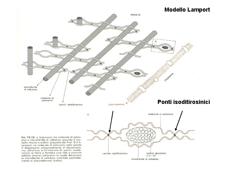 Modello Lamport Ponti isoditirosinici 