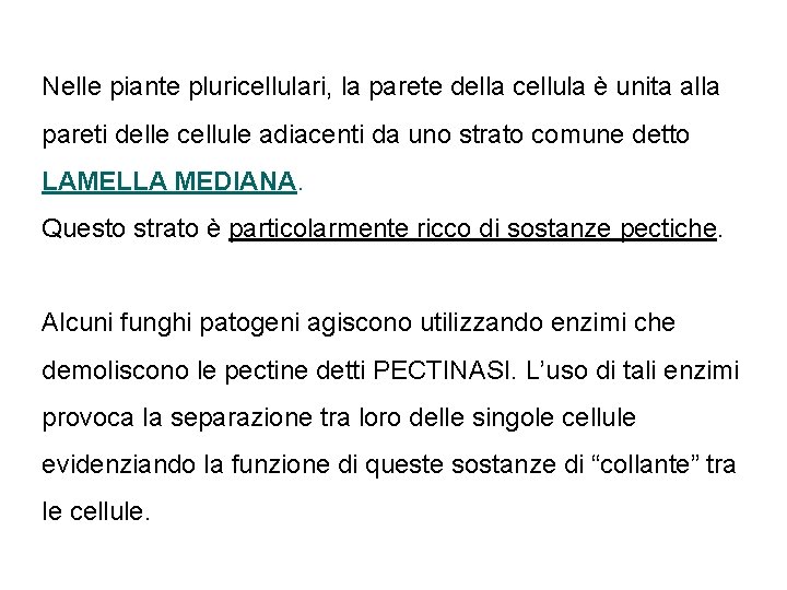 Nelle piante pluricellulari, la parete della cellula è unita alla pareti delle cellule adiacenti