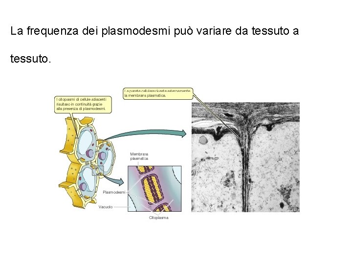 La frequenza dei plasmodesmi può variare da tessuto. 