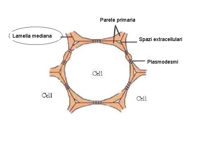 Parete primaria Lamella mediana Spazi extracellulari Plasmodesmi 