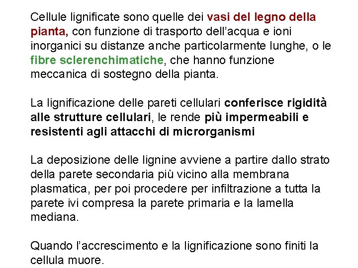 Cellule lignificate sono quelle dei vasi del legno della pianta, con funzione di trasporto