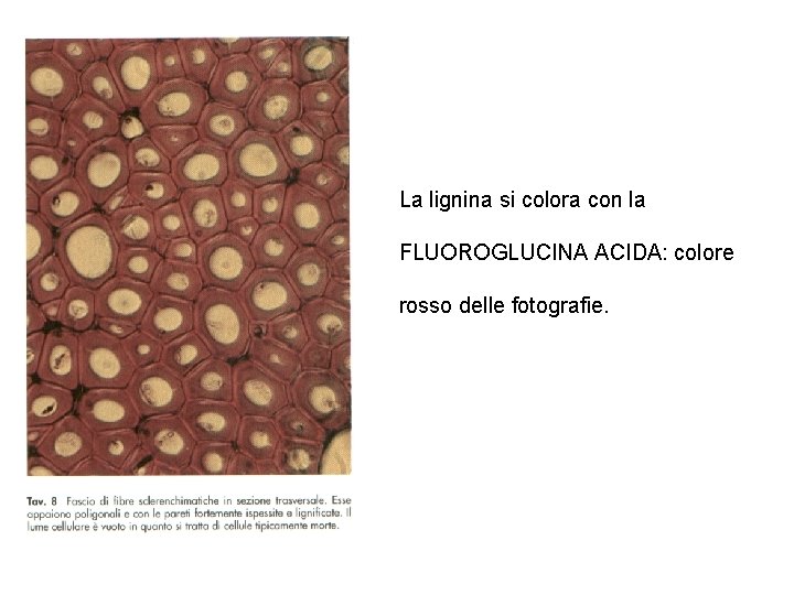 La lignina si colora con la FLUOROGLUCINA ACIDA: colore rosso delle fotografie. 
