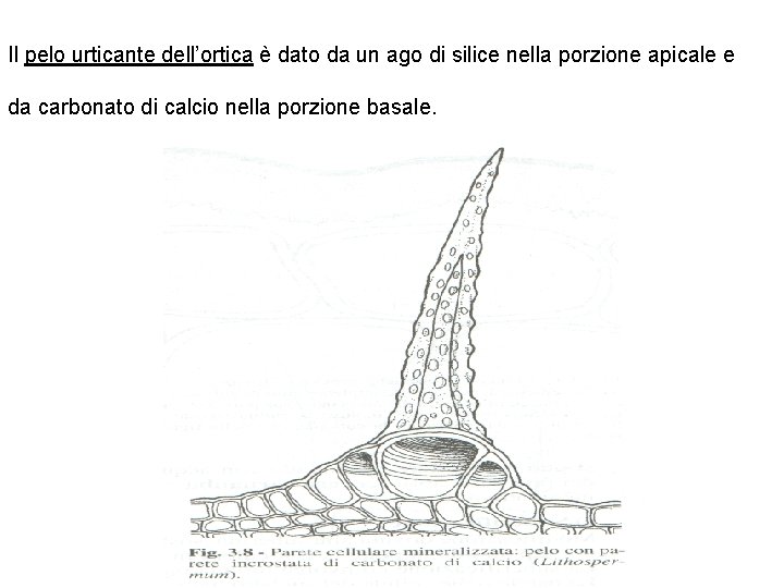 Il pelo urticante dell’ortica è dato da un ago di silice nella porzione apicale